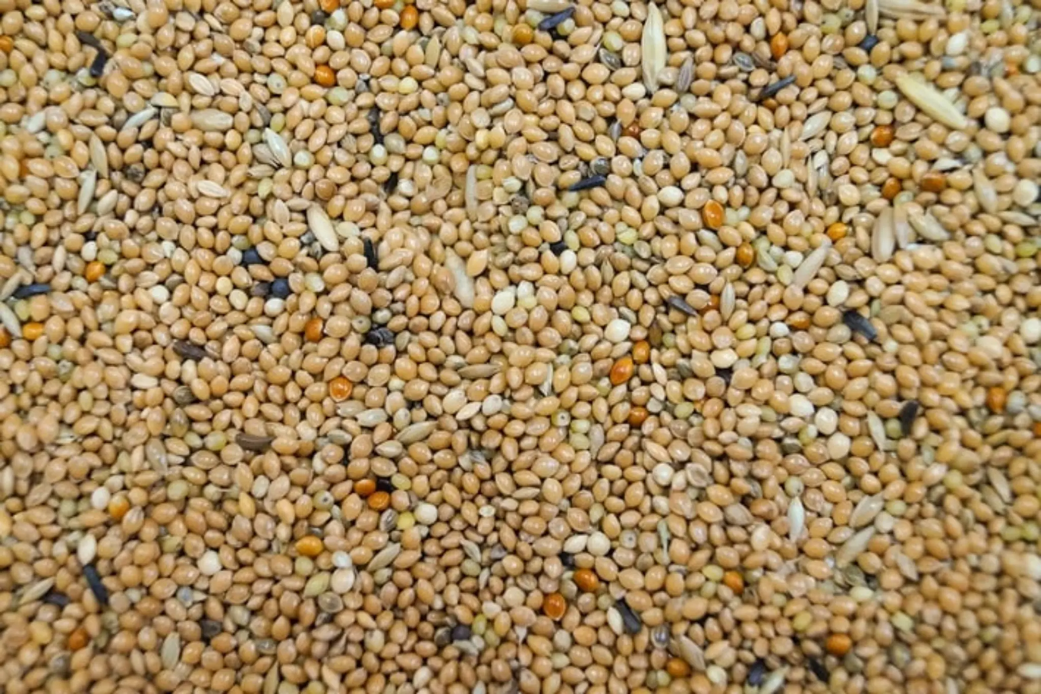 Karma dla małych papug, falistych 10kg, Gold Wings
